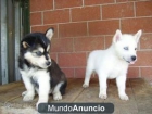 regalo Cachorros magnífico husky siberiano - mejor precio | unprecio.es