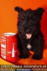 *SCOTTISH TERRIER - CACHORROS - GARANTÍA AQUANATURA - TIENDA EN BARCELONA - mejor precio | unprecio.es