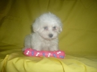 BICHON MALTES tan bonitos como la nieve - mejor precio | unprecio.es