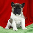 cachorros akita en venta - mejor precio | unprecio.es