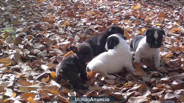 CACHORROS BULLDOG FRANCES, 350 EUROS, PARTICULAR, ROGAMOS ABSOLUTA SERIEDAD, GRACIAS