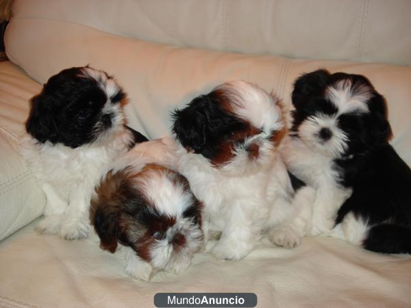 Cacorros de Shih Tzu