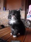 Camada 4 gatitos de Raza Bosque Noruega - mejor precio | unprecio.es