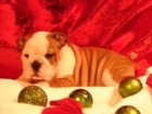 Champion - Engendrado cachorros de Bulldog Inglés ... - mejor precio | unprecio.es