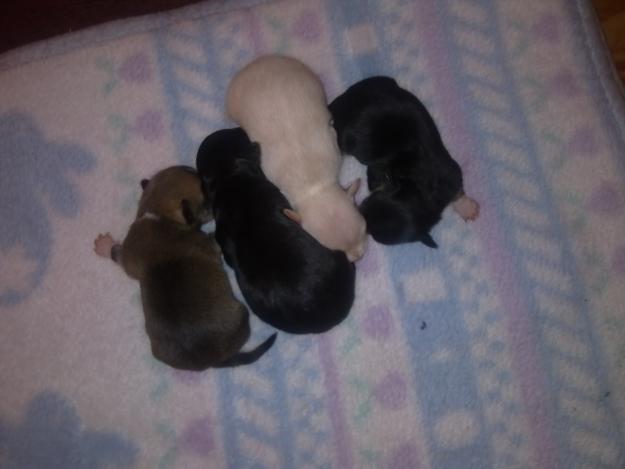 chihuahuas toys