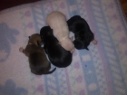 chihuahuas toys - mejor precio | unprecio.es