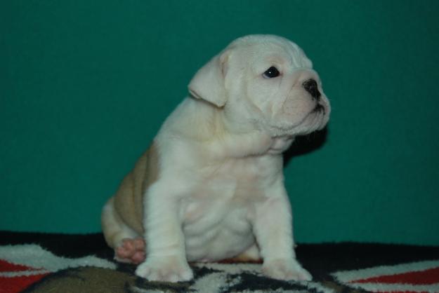 Extraordinarios Cachorritos de Bulldog Ingles LOE