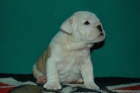 Extraordinarios Cachorritos de Bulldog Ingles LOE - mejor precio | unprecio.es