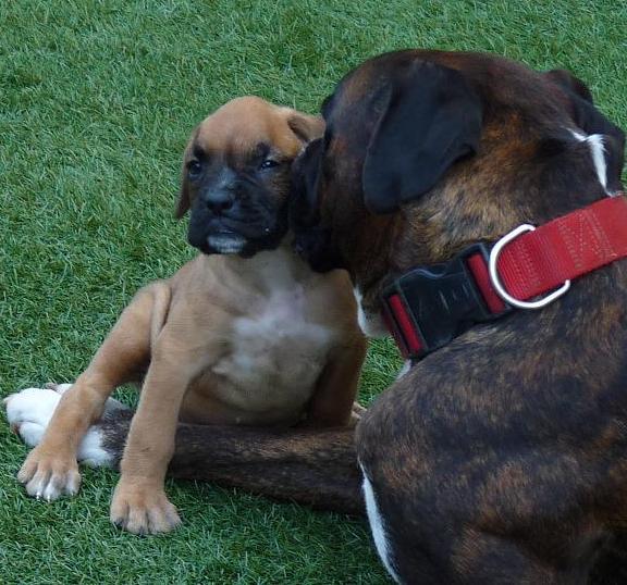 Machito Boxer dorado disponible