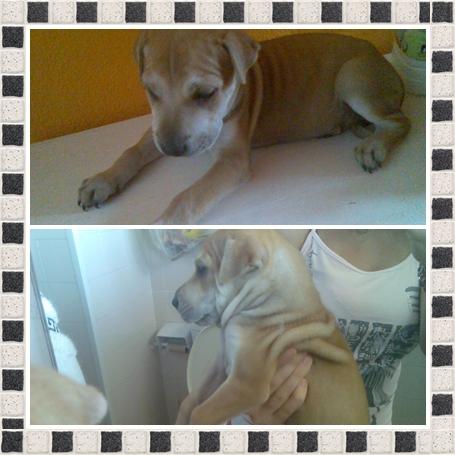 MACHO DE SHAR PEI CON BULL TERRIER 20 EUROS