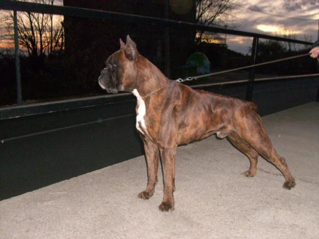 Vendo cachorros boxer machos atigrados. Gran pedigree