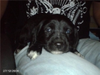 Cachorrito de labrador 50 - mejor precio | unprecio.es