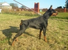 Cachorros dobermann - mejor precio | unprecio.es