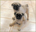 CARLINO PUG CACHORROS CON PEDIGREE 150 - mejor precio | unprecio.es
