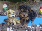 preciosos yorkshires - mejor precio | unprecio.es