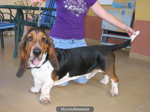 SE OFRECE BASSET HOUND PARA MONTAS