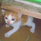 SE REGALA GATITOS - mejor precio | unprecio.es