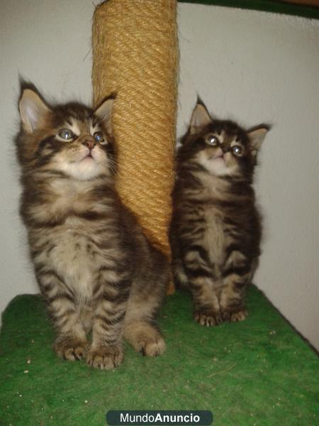 Se venden gatos Maine Coon