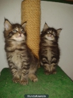 Se venden gatos Maine Coon - mejor precio | unprecio.es