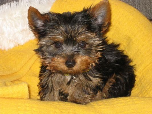 YORKSHIRE TERRIER 300E + CARTILLA + GARANTIA 8 DIAS