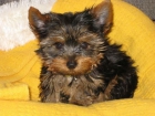 YORKSHIRE TERRIER 300E + CARTILLA + GARANTIA 8 DIAS - mejor precio | unprecio.es
