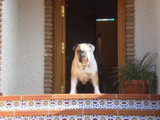 Bulldog Ingles monta(CAMPEON DE ESPAÑA)