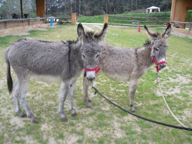 2  BURROS 1 HEMBRA 1.5 AÑOS Y 1 MACHO DE 2 AÑOS MISMA CAPA