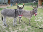 2  BURROS 1 HEMBRA 1.5 AÑOS Y 1 MACHO DE 2 AÑOS MISMA CAPA - mejor precio | unprecio.es