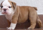 Bellisimos cacochorros de bulldog ingles - mejor precio | unprecio.es