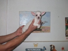 Chihuahuas machos - mejor precio | unprecio.es