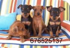 Mini pincher, magnífica camada. Valencia - mejor precio | unprecio.es