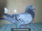 palomas mensajeras - mejor precio | unprecio.es