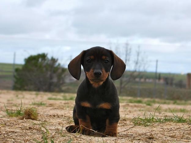 teckel miniatura, cachorros disponibles desde 390 euros, tambien en pelo duro y pelo largo
