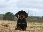 teckel miniatura, cachorros disponibles desde 390 euros, tambien en pelo duro y pelo largo - mejor precio | unprecio.es