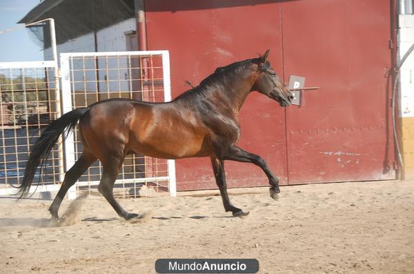 YEGUADA HERRUZO MORENO, “EL COTO”, CABALLOS PRE Y Ha