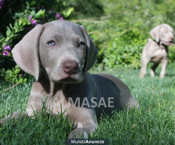 BRACOS DE WEIMAR, CACHORROS DISPONIBLES