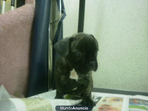 BULLDOG INGLES