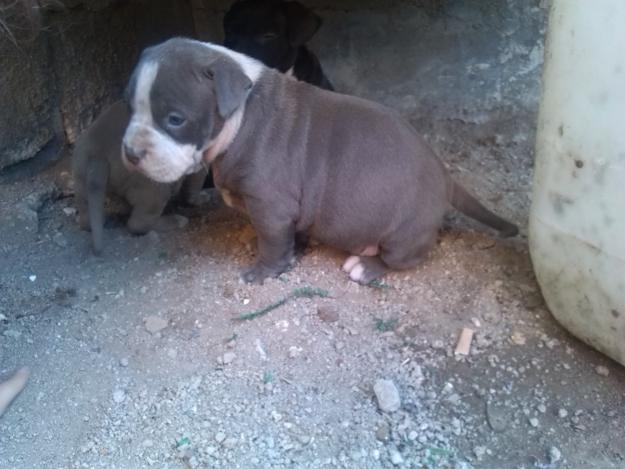 Cachorros de american bully