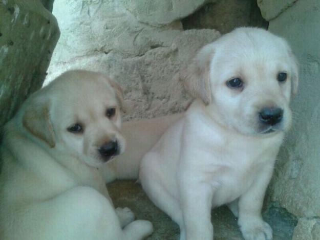 Cachorros de labrador retriever con pedigree l.o.e