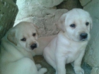 Cachorros de labrador retriever con pedigree l.o.e - mejor precio | unprecio.es