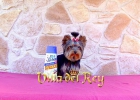 Espectacular macho Yorkshire Toy - mejor precio | unprecio.es