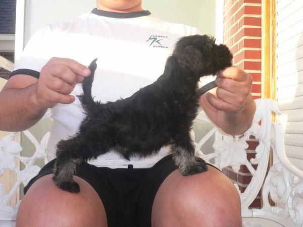 Excelente camada de Schnauzer Miniatura Negro y Plata