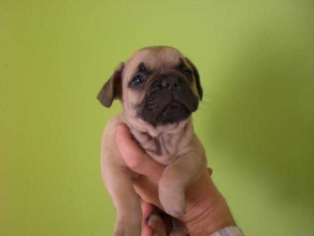 EXCELENTES BULLDOG FRANCES CON UN CARACTER Y ANGULACIONES INMEJORABLES