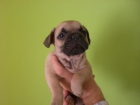 EXCELENTES BULLDOG FRANCES CON UN CARACTER Y ANGULACIONES INMEJORABLES - mejor precio | unprecio.es
