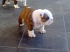 Preciosa cachorra bulldog inglés - mejor precio | unprecio.es
