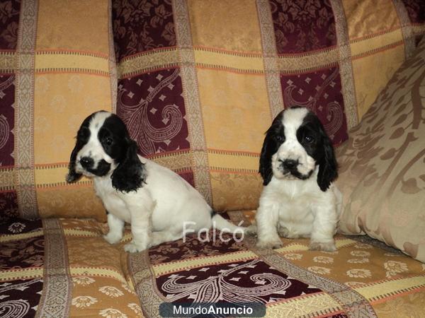 Preciosos cachorros COCKER SPANIEL - vendo