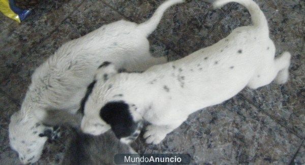 regalo pastor aleman blanco / dalmata