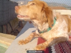 Se vende cachoros de Breton - mejor precio | unprecio.es