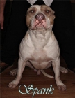 Venta cachorros AMERICAN BULLY - mejor precio | unprecio.es