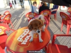 Chiqui, 4 años, va a la perrera ya!!! - mejor precio | unprecio.es